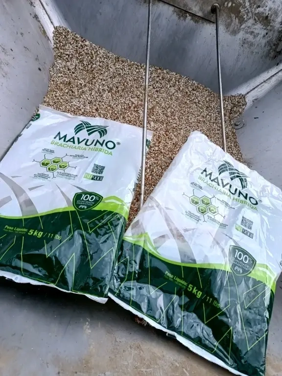 Semillas de Pasto, Maiz Amarillo y Sorgo Forrajero