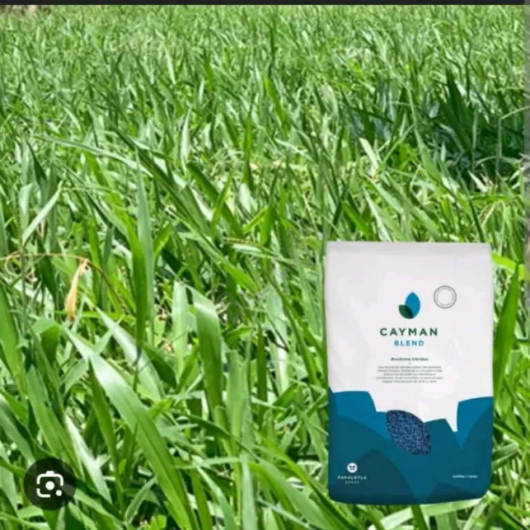 Semillas de Pasto, Maiz Amarillo y Sorgo Forrajero